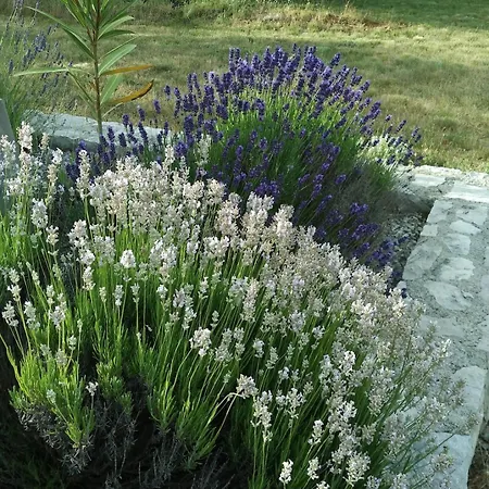 Beautiful With A Dreamlike Garden And Pool Лабин